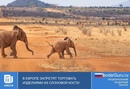 В Европе запретят торговать изделиями из слоновой кости